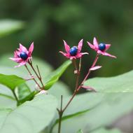 クサギ（ｼｿ科、果実、2025.9.26）