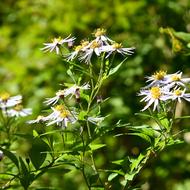 エゾノコンギク（ｷｸ科、2025.9.20）