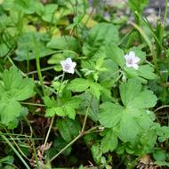 ゲンノショウコ（ﾌｳﾛｿｳ科、2025.9.11）