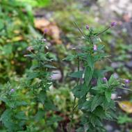 カラフトアカバナ（ｱｶﾊﾞﾅ科、2025.9.16）