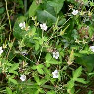 ミツバフウロ（ﾌｳﾛｿｳ科、2025.9.16）