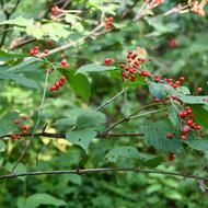 ミヤマガマズミ（ｶﾞﾏｽﾞﾐ科、果実、2025.9.26）