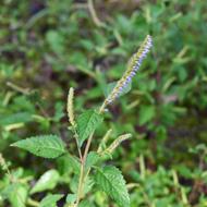 ナギナタコウジュ（ｼｿ科、2025.9.16）