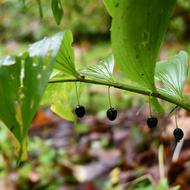 オオアマドコロ（ｸｻｽｷﾞｶｽﾞﾗ科、果実、2025.10.1）