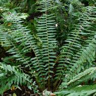 オシダ（ｵｼﾀﾞ科、2025.10.1）