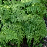 リョウメンシダ（ｵｼﾀﾞ科、2025.10.1）