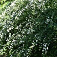 シロバナハギ（ﾏﾒ科、2025.9.11  植栽種）