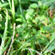 ウナギツカミ（ﾀﾃﾞ科、2025.9.5）