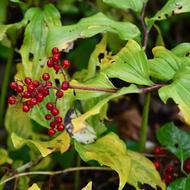 ユキザサ（ｸｻｽｷﾞｶｽﾞﾗ科、果実、2025.10.1）