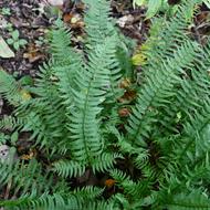 ジュウモンジシダ（ｵｼﾀﾞ科、2025.10.1）