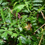 アマチャヅル（ｳﾘ科、果実、2025.10.6）