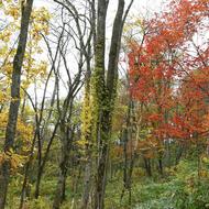 野草園内（2025.10.21）