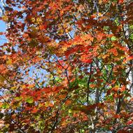 ハウチワカエデ（ﾑｸﾛｼﾞ科、2025.10.14）