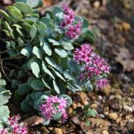 ヒダカミセバヤ（ﾍﾞﾝｹｲｿｳ科、移植種、2025.10.14）