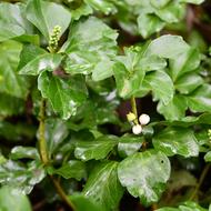 フッキソウ（ﾂｹﾞ科、果実、2025.10.13）