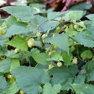 カラハナソウ（ｱｻ科、果実、2025.10.6）