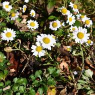 コハマギク（ｷｸ科、移植種、2025.10.14）