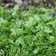 コツボゴケ（ﾁｮｳﾁﾝｺﾞｹ科、2025.10.6）