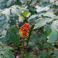 コウライテンナンショウ（ｻﾄｲﾓ科、果実、2025.10.13）