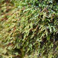 クサゴケ（ﾊｲｺﾞｹ科、2025.10.6）