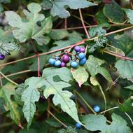 ノブドウ（ﾌﾞﾄﾞｳ科、果実、2025.10.13）