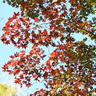 オオモミジ（ﾑｸﾛｼﾞ科、2025.10.14）