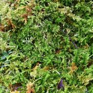 トヤマシノブゴケ（ｼﾉﾌﾞｺﾞｹ科、2025.10.6）